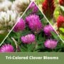 Tri Color Clover Low Mow – Flawn Seed – 500 SQ FT
